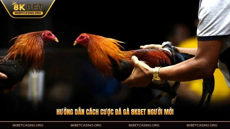 Hướng dẫn cách cược đá gà 8KBET người mới