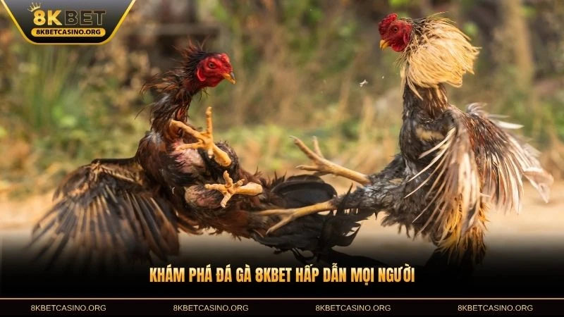 Khám phá đá gà 8KBET hấp dẫn mọi người