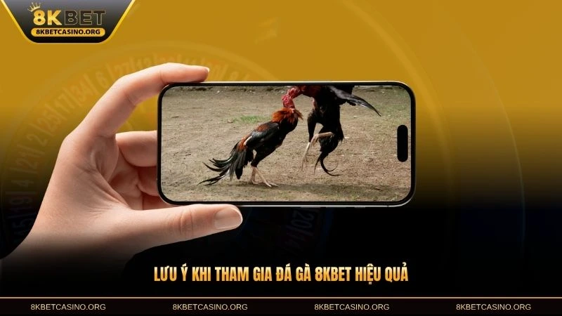 Lưu ý khi tham gia đá gà 8KBET hiệu quả